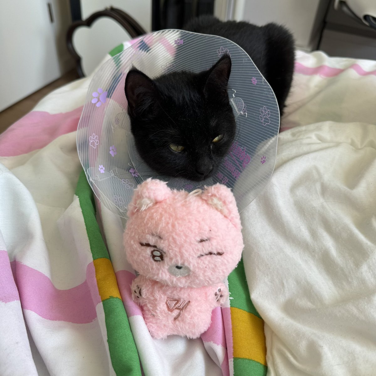 junheeero's tweet photo. IT'S SO CUTE I LOVE HIM AHHHH HE'S HOME!!!!!! (my nova adopted him <3)

thank u @ACEZOO24 🥹🥹🥹❤️ https://t.co/crVhIF4W7S
