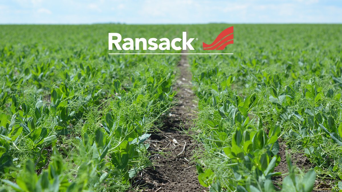 Use #Ransack in-crop herbicide for broad spectrum control of most annual grass and broadleaf weeds in your soybeans, peas and field peas. Featuring a convenient all-in-one formulation and re-cropping flexibility, learn more about Ransack here: bit.ly/4aLus91 #WestCdnAg
