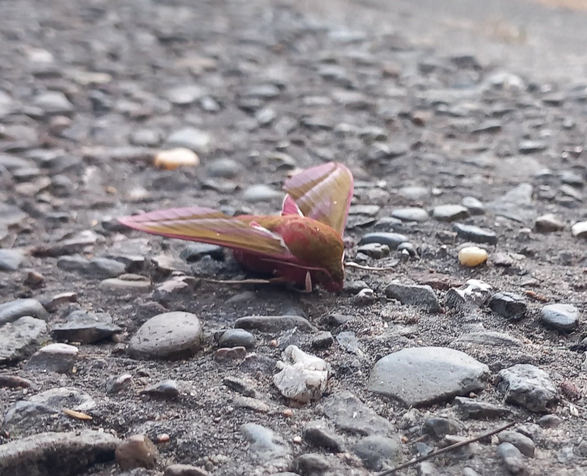 When you've had the Elephant Hawk Moth caterpillars in your garden for the past few years, but never saw a moth, and then finally tonight...MOTH!!!! 🐛🦋