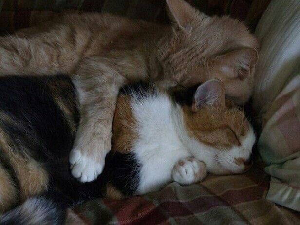 Miaw (@miaw) on Twitter photo 