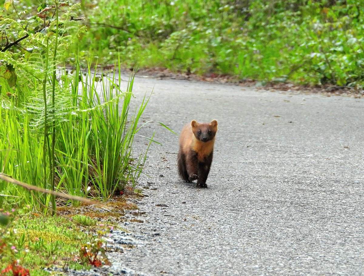 Sales a dar una vuelta y te encuentras con estos amiguitos,  #Asturias #ParaísoNatural