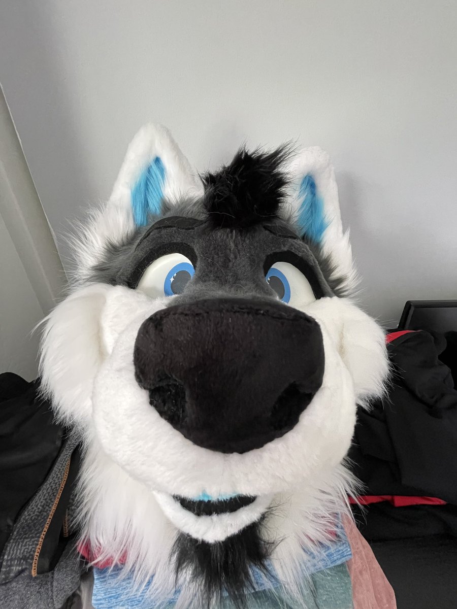 thedoggodex's tweet image. Getting ready to go on vacation. Just gotta find a way to bring this without anyone noticing… happy #FursuitFriday