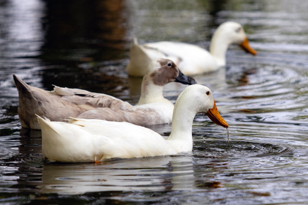 Pat Misur tweet media