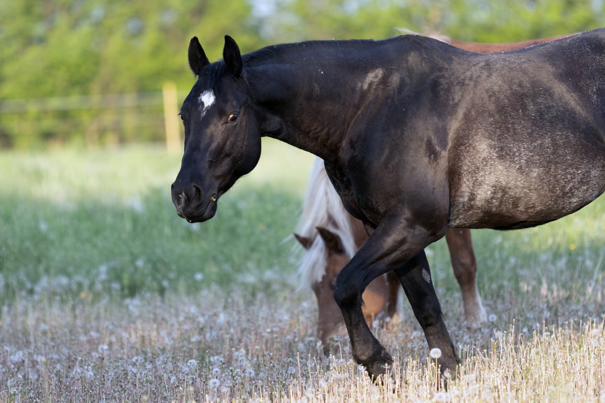 Pat Misur tweet media