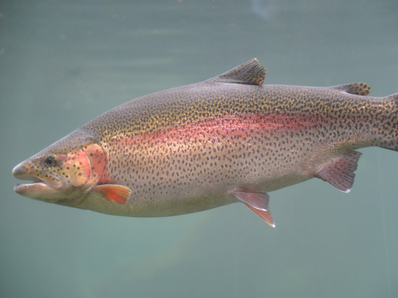 College of Biological Science (@uofgcbs) on Twitter photo How do fish handle the leap from freshwater to saltwater?🐟
Research by Dr. Nicholas Bernier & PhD grad Dr. Brett Culbert <a href="/IntUGrativeBiol/">Integrative Biology</a> explores how hormones produced by the caudal neurosecretory system help trout and salmon adapt to changing salinity
uoguelph.ca/cbs/news/2025/… How do fish handle the leap from freshwater to saltwater?🐟
Research by Dr. Nicholas Bernier & PhD grad Dr. Brett Culbert <a href="/IntUGrativeBiol/">Integrative Biology</a> explores how hormones produced by the caudal neurosecretory system help trout and salmon adapt to changing salinity
uoguelph.ca/cbs/news/2025/…