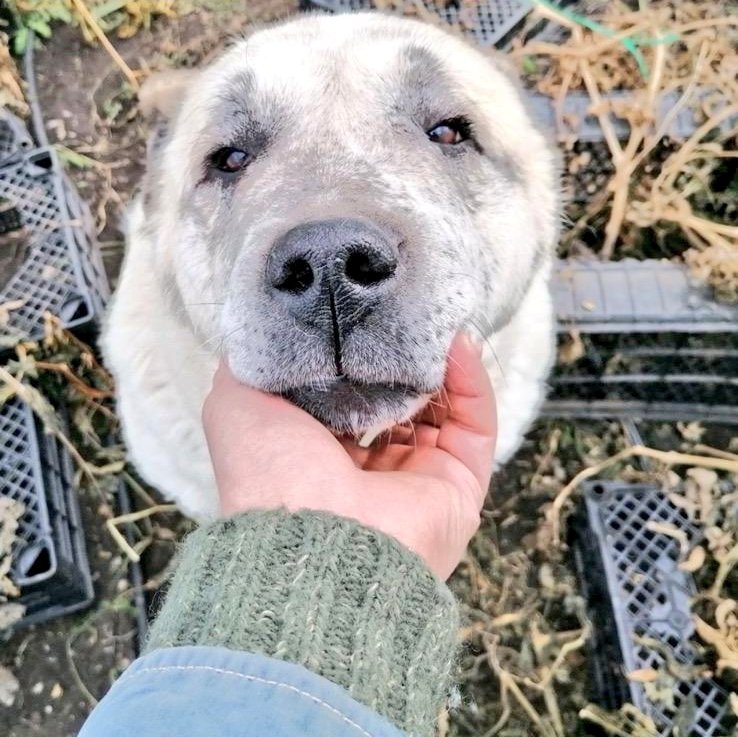 O gün hiçbir slogan atılmadı.
Sadece bir baş, bir avuca yaslandı.

Ve biz o an anladık:
Bazen bir bakış,
koca bir direnişi başlatır.

#DirenenCilavuz
#VicdanınAdıCilavuz
#BahtiyarKışMasalı