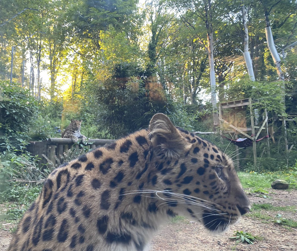 Benjamin Mee (@benjaminmee1) on Twitter photo How many Amur leopards in this photo? 0.5% of the total global population. It took many years, many members of staff and many generous sponsors to bring Fredo from <a href="/Bellewaerde/">Bellewaerde</a> and Lena from <a href="/ColchesterZoo/">Colchester Zoo</a> together @dartmoorzoo And they’re getting along perfectly #reintroduction How many Amur leopards in this photo? 0.5% of the total global population. It took many years, many members of staff and many generous sponsors to bring Fredo from <a href="/Bellewaerde/">Bellewaerde</a> and Lena from <a href="/ColchesterZoo/">Colchester Zoo</a> together @dartmoorzoo And they’re getting along perfectly #reintroduction