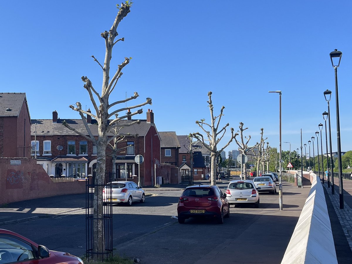 I must say, the trees that DfI/BCC contractors pollarded in Balfour Avenue (Ormeau) last September are looking fine in this lovely spring sunshine! So lush &amp; green and providing a great home for nature. 🙄
I hope they grow back next year…
<a href="/AineGroogan/">Cllr Áine Groogan</a>
