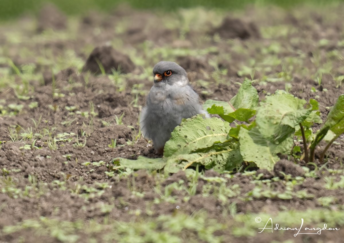 Adrian Langdon (@maxshearwater) on Twitter photo Whilst in West Cornwall today it was only polite to go seek the Red-Footed Falcons. Got lucky with finding a male bird over the potato fields of Nanquidno. #wildcornwall <a href="/CBWPS1/">Cornwall Birds</a> <a href="/camelbirder/">Derek Julian</a> <a href="/Kernowringer/">Peter Roseveare</a> <a href="/BobBosisto/">Bob Bosisto</a> <a href="/JasminaGoodair/">Jasmina Goodair</a> <a href="/stevesando1/">Steve Sanderson</a> Whilst in West Cornwall today it was only polite to go seek the Red-Footed Falcons. Got lucky with finding a male bird over the potato fields of Nanquidno. #wildcornwall <a href="/CBWPS1/">Cornwall Birds</a> <a href="/camelbirder/">Derek Julian</a> <a href="/Kernowringer/">Peter Roseveare</a> <a href="/BobBosisto/">Bob Bosisto</a> <a href="/JasminaGoodair/">Jasmina Goodair</a> <a href="/stevesando1/">Steve Sanderson</a>