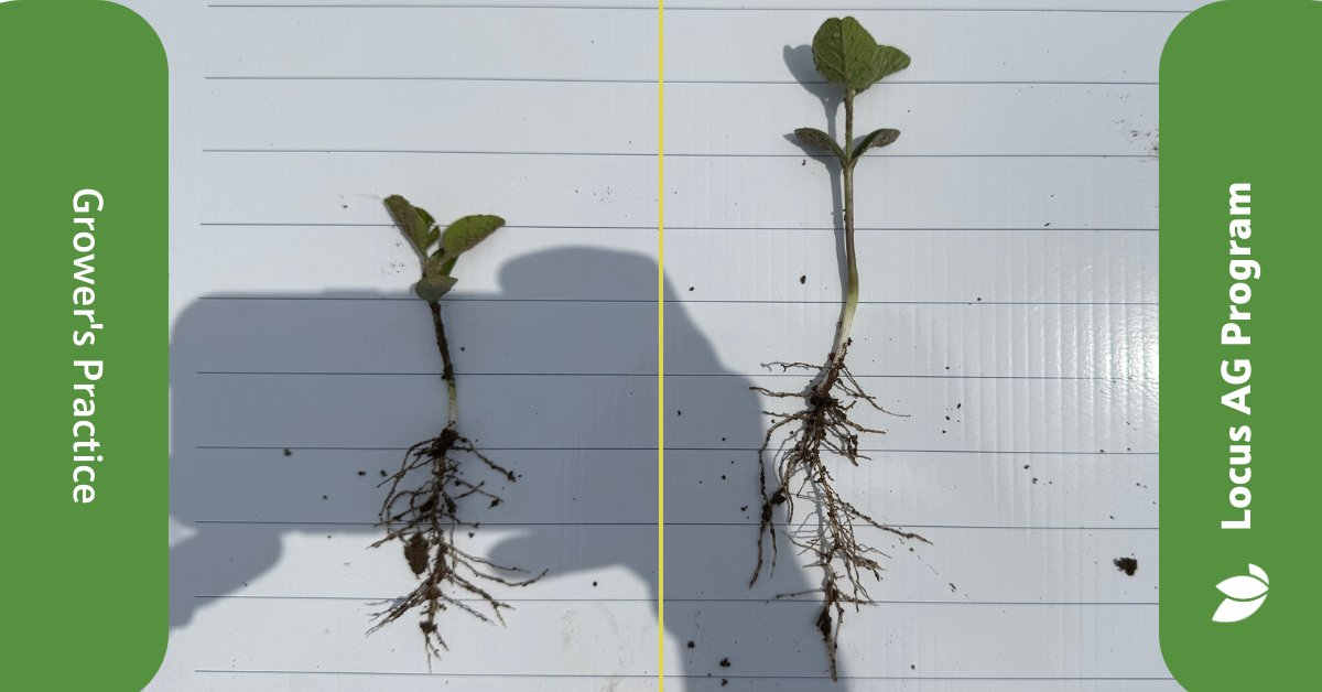 13 days. That’s all it took to see a BIG difference in these #soybeans.

Left = grower practice 
Right = Rhizolizer® Prime Box Applied for Soybeans

More nodules. Bigger roots. Stronger plants.

📍Columbus, IN

It's not too late to see this in your fields. Let's talk.