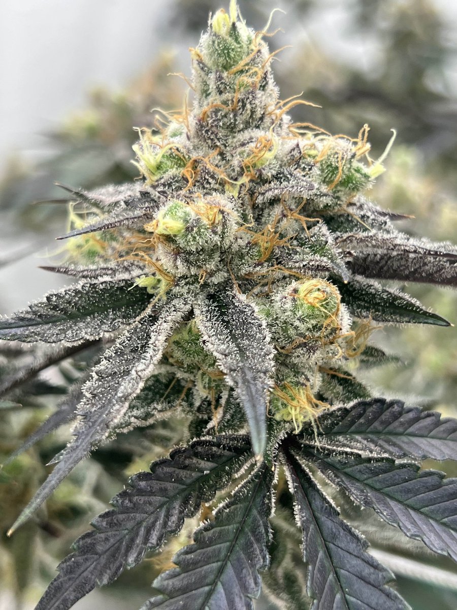 Lit OG day 52
<a href="/LitFarms/">Lost In Translation</a> #phenohunt
