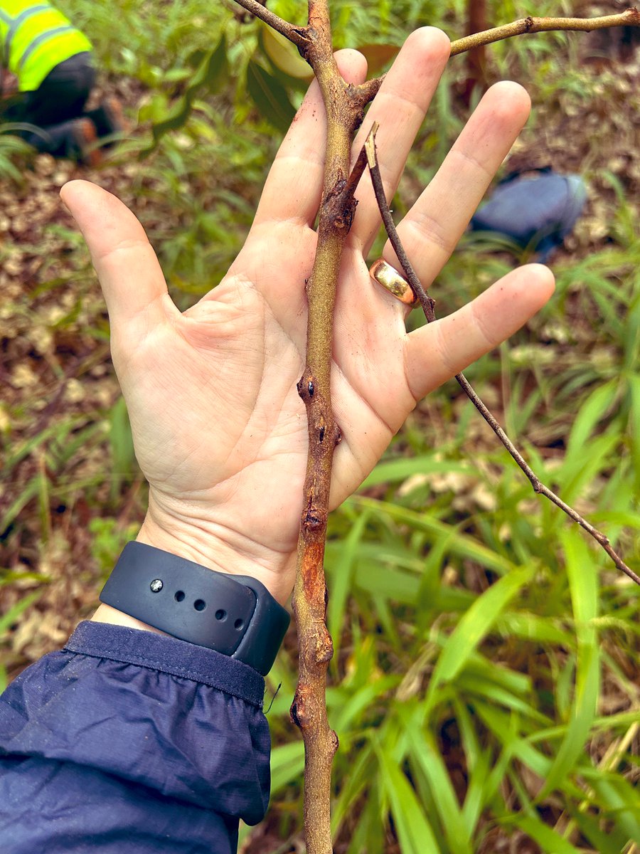 Tropical Plant Clinic & Research Lab (@clinicplant) on Twitter photo So lucky to have an on-site, crash course on diseases affecting the commercial production of #Eucalyptus from the absolute experts! <a href="/Fabiteam1/">FABI</a> <a href="/leptograph/">Mike Wingfield</a> <a href="/IreneBarnes19/">Irene Barnes</a> <a href="/UPTuks/">University of Pretoria</a>
#treehealth #foresthealth
<a href="/IUFROdivision7/">IUFRO Division 7 Forest Health</a> <a href="/IUFRO/">IUFRO</a> <a href="/plantdisease/">The American Phytopathological Society</a> <a href="/UFPlantPath/">UF/IFAS Plant Pathology Department</a> <a href="/UFTropical/">UF IFAS Tropical Research and Education Center</a> <a href="/UF_EPI/">Emerging Pathogens Institute</a> So lucky to have an on-site, crash course on diseases affecting the commercial production of #Eucalyptus from the absolute experts! <a href="/Fabiteam1/">FABI</a> <a href="/leptograph/">Mike Wingfield</a> <a href="/IreneBarnes19/">Irene Barnes</a> <a href="/UPTuks/">University of Pretoria</a>
#treehealth #foresthealth
<a href="/IUFROdivision7/">IUFRO Division 7 Forest Health</a> <a href="/IUFRO/">IUFRO</a> <a href="/plantdisease/">The American Phytopathological Society</a> <a href="/UFPlantPath/">UF/IFAS Plant Pathology Department</a> <a href="/UFTropical/">UF IFAS Tropical Research and Education Center</a> <a href="/UF_EPI/">Emerging Pathogens Institute</a>