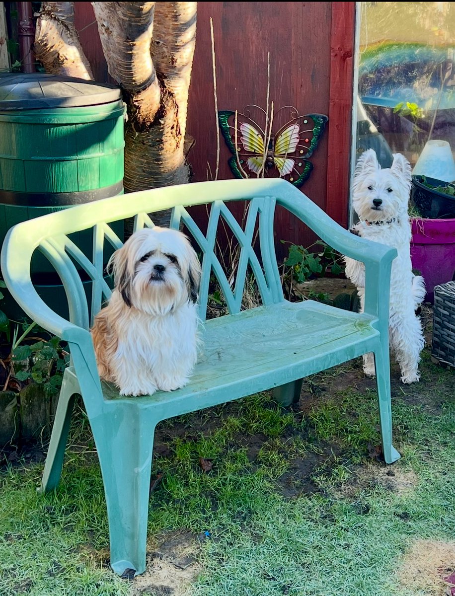 Gud evening 🐶🐶