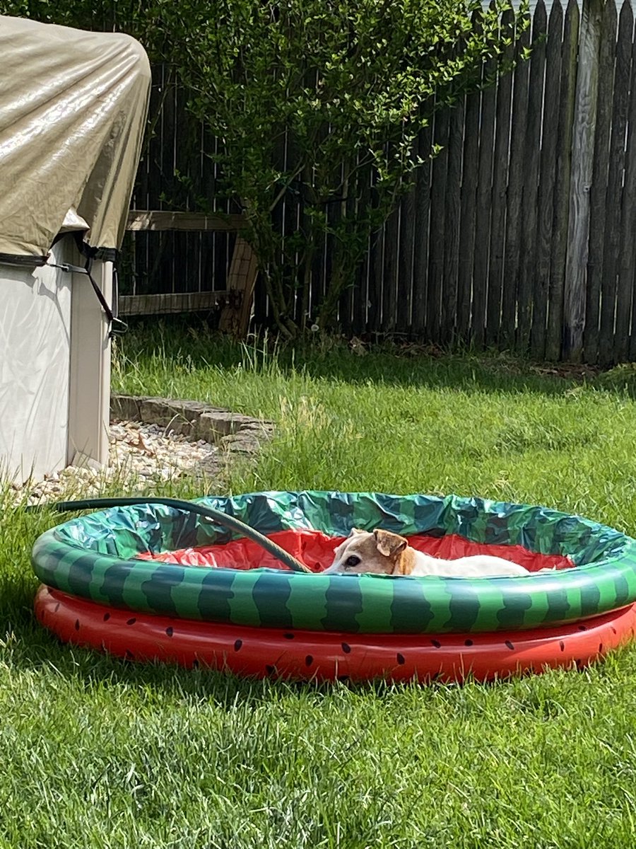 DaisyMaeJack's tweet photo. Best. Day. Ever. (So excited I jumped in with no water!) 😃🐾♥️ #summerhasstarted #hotdogsummer #ballislife #dogsofX https://t.co/M2jA6Bq0vV