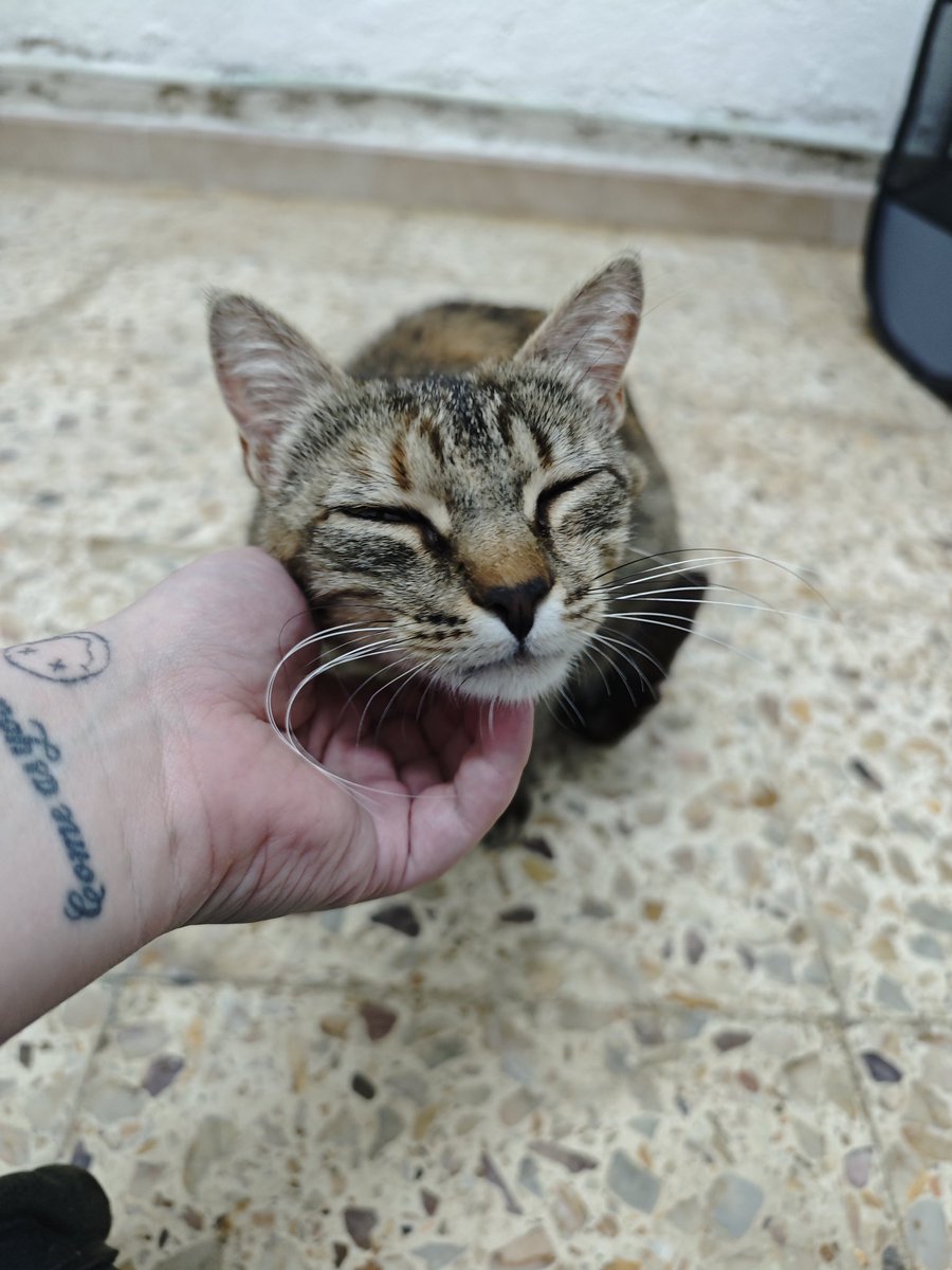 Neinei_rescue's tweet photo. Lo siento mucho, Chanel. No te voy a poder encontrar una familia.

POR QUE NO TE PUEDO HACER FOTOS PORQUE CADA VEZ QUE ME VES TE DESHACES.

Nadie quiere un gato deshecho..
¿O si? https://t.co/bp6seDxTbA