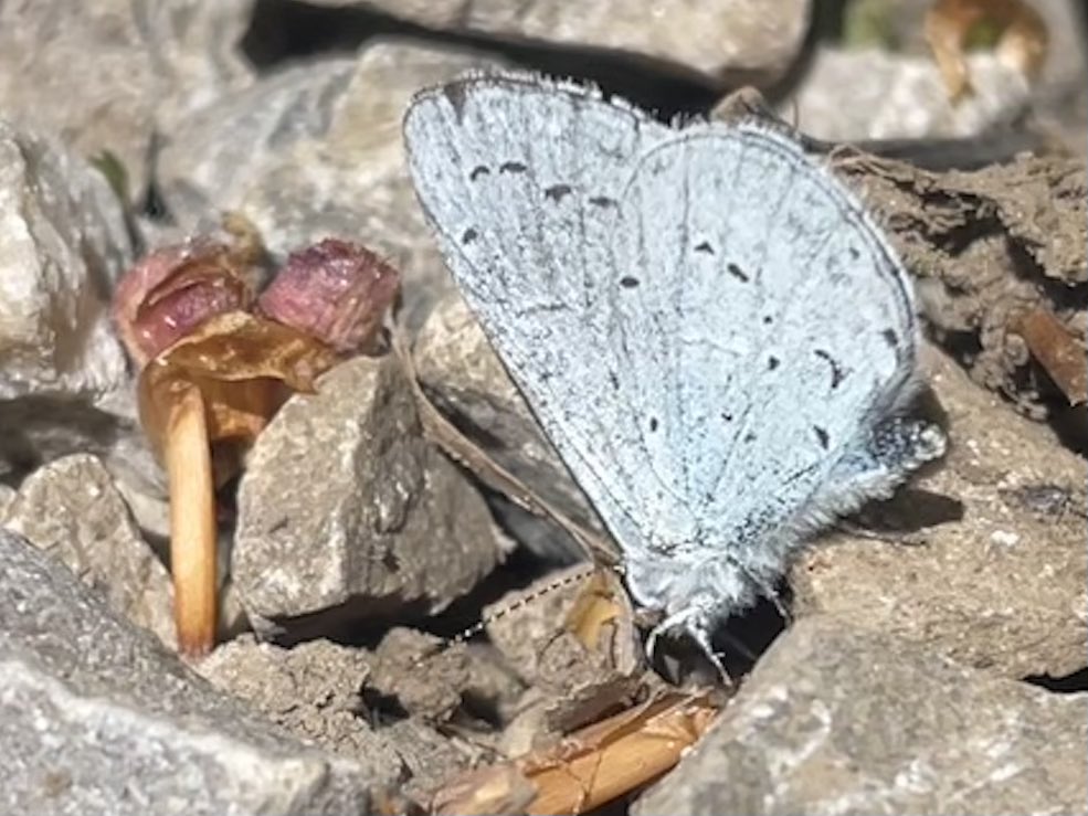 W82Matt's tweet image. Nice Holly Blue at work today basking in the sunshine. @savebutterflies @BNAscience