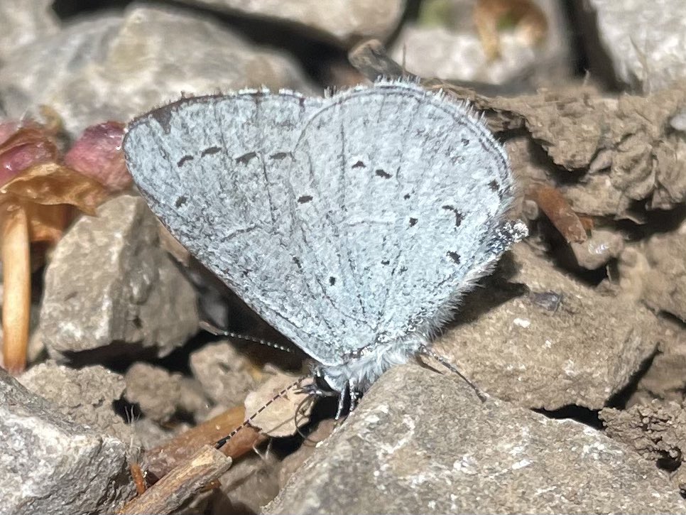 W82Matt's tweet image. Nice Holly Blue at work today basking in the sunshine. @savebutterflies @BNAscience