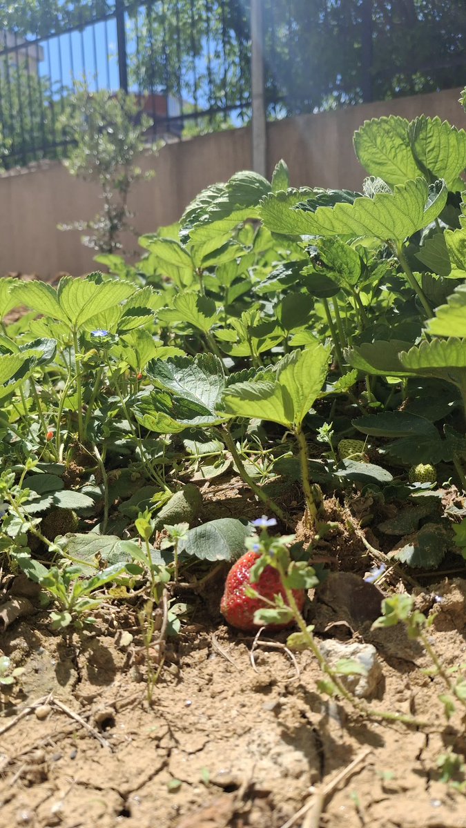 💧 Bir Damla, Bir Hayat
Doğru su, doğru tarım, sağlıklı gelecek!
Okulumuzun çevreye duyarlı projesiyle doğaya can veriyoruz 🌱

<a href="/istanbulilmem/">İstanbul İl Millî Eğitim Müdürlüğü</a> <a href="/MucahitYentur/">Murat Mücahit Yentür</a> @BahcelievlerMEM <a href="/muradserif/">Murat Karabulut</a> <a href="/durmuscelikten/">Durmuş ÇELİKTEN</a> 

#BirDamlaBirHayat #PiriReisAnadolu #SürdürülebilirGelecek #ÇevreEğitimi