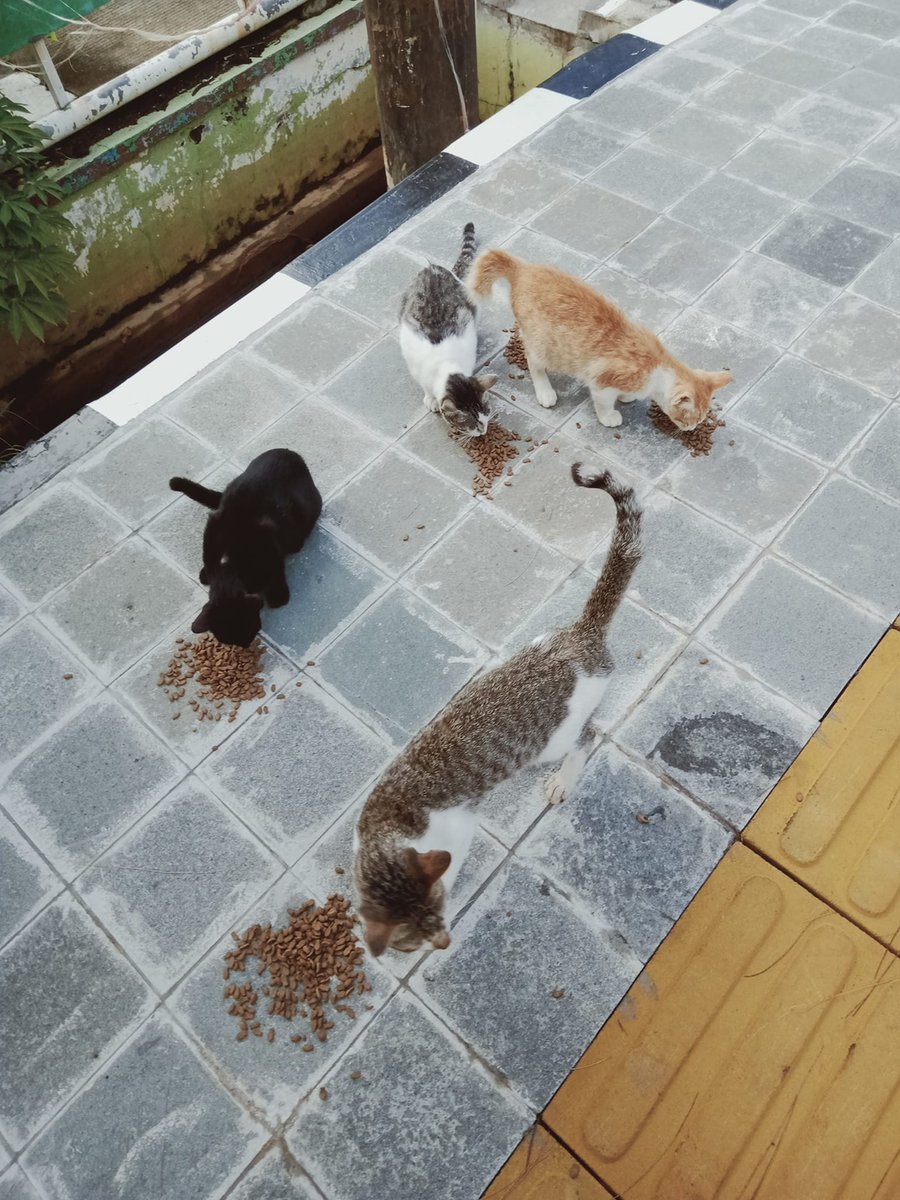FazzleMawla's tweet image. Please consider donating towards their meal 🙏 You can be the reason a homeless cat sleeps with a full belly tonight 😊 No amount is too small and every bit helps. Let’s make a difference together! 🐾
paypal.me/violletas
lynk.id/payme/violleta…