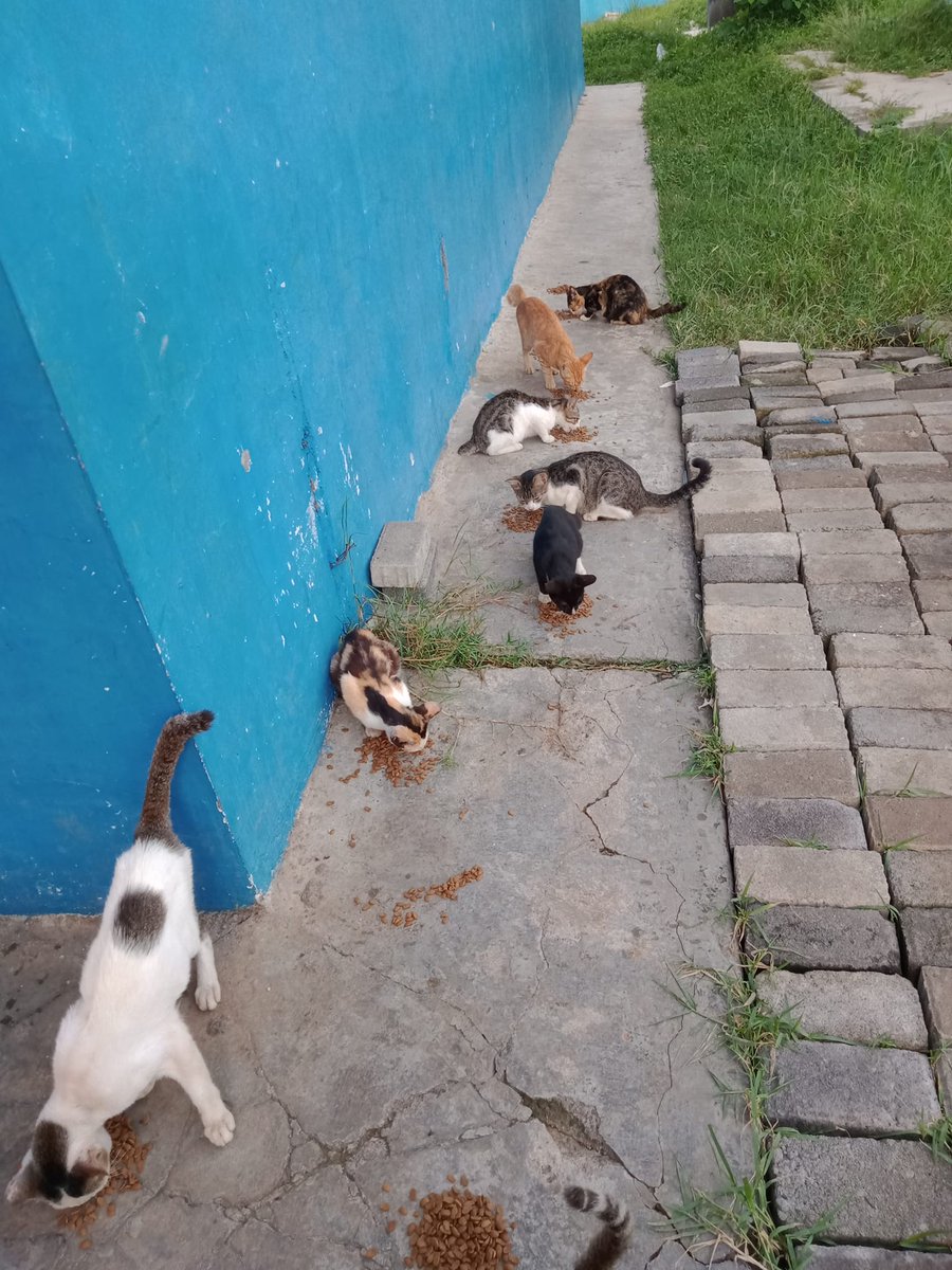 FazzleMawla's tweet image. Please consider donating towards their meal 🙏 You can be the reason a homeless cat sleeps with a full belly tonight 😊 No amount is too small and every bit helps. Let’s make a difference together! 🐾
paypal.me/violletas
lynk.id/payme/violleta…