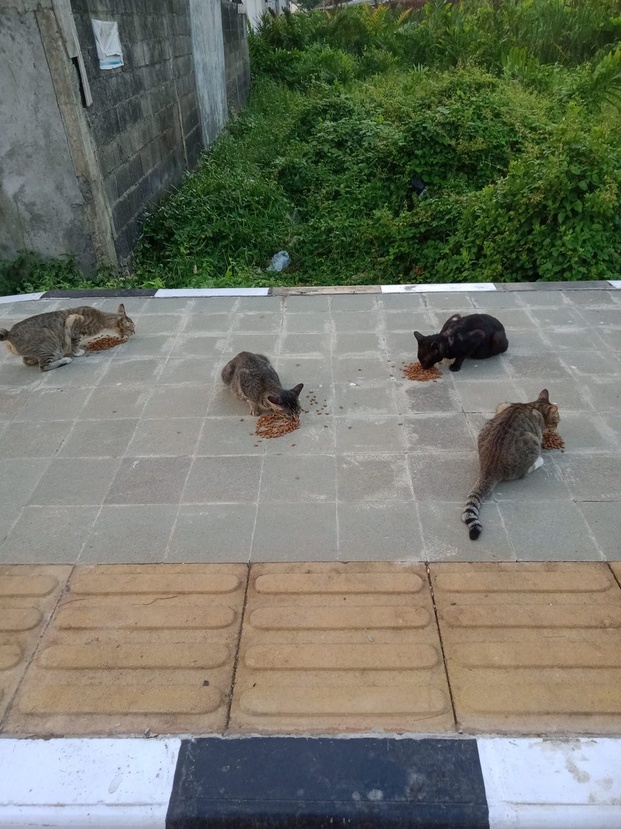FazzleMawla's tweet image. Please consider donating towards their meal 🙏 You can be the reason a homeless cat sleeps with a full belly tonight 😊 No amount is too small and every bit helps. Let’s make a difference together! 🐾
paypal.me/violletas
lynk.id/payme/violleta…