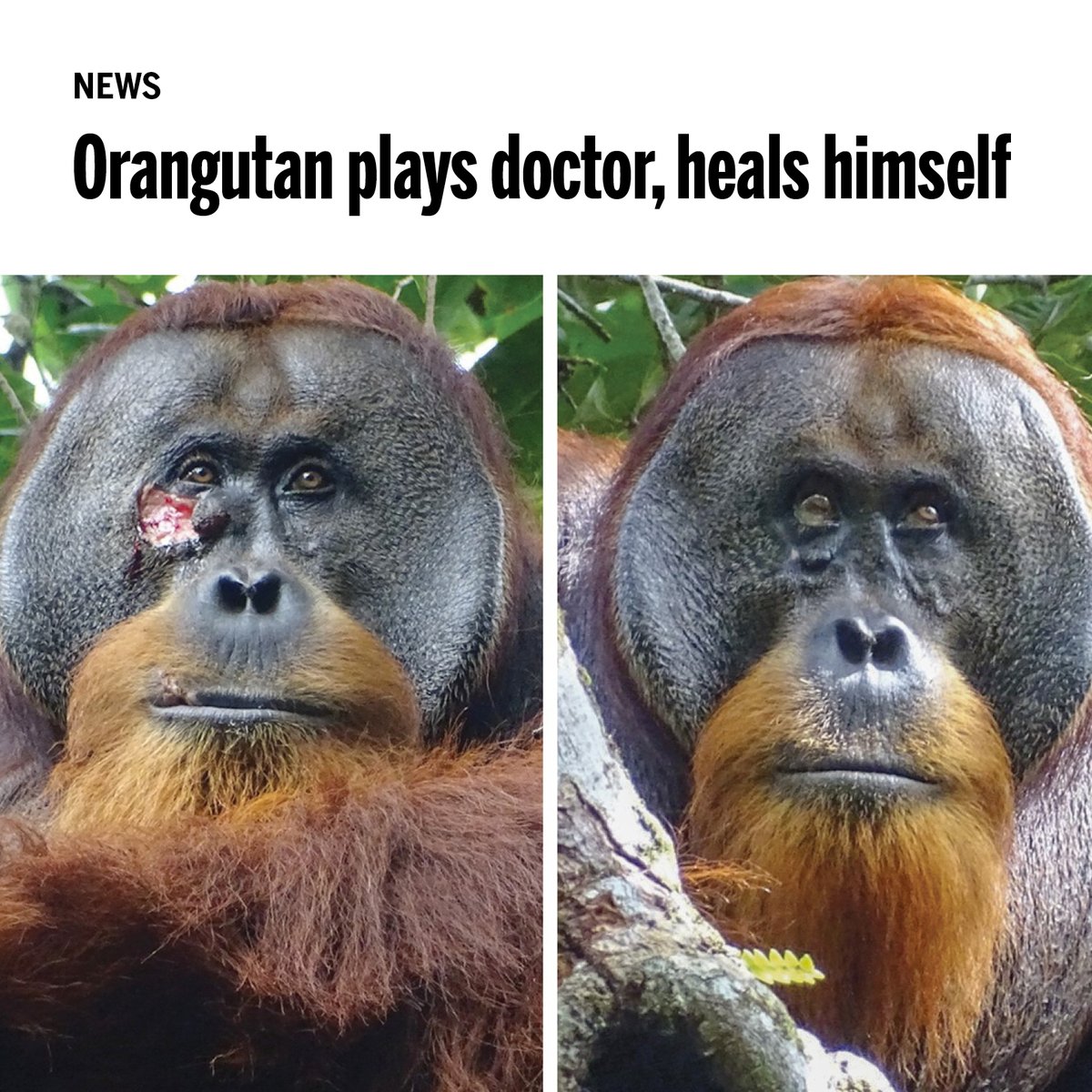 Science Magazine (@sciencemagazine) on Twitter photo Research from last year marked the first documented case of an ape using a plant with scientifically proven medicinal properties to treat a fresh wound. #ScienceMagArchives scim.ag/4j1q751 <a href="/NewsfromScience/">News from Science</a> Research from last year marked the first documented case of an ape using a plant with scientifically proven medicinal properties to treat a fresh wound. #ScienceMagArchives scim.ag/4j1q751 <a href="/NewsfromScience/">News from Science</a>
