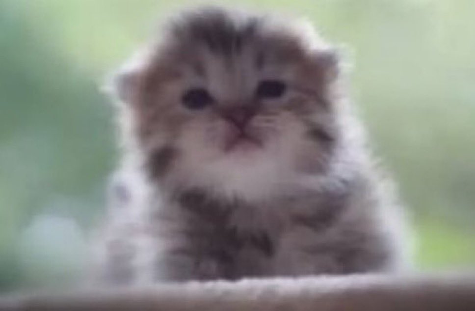 kaygoesmoo's tweet image. since he is loganhillier5, do you think he ate the other four? #thinking #ruminating #pondering #contemplating