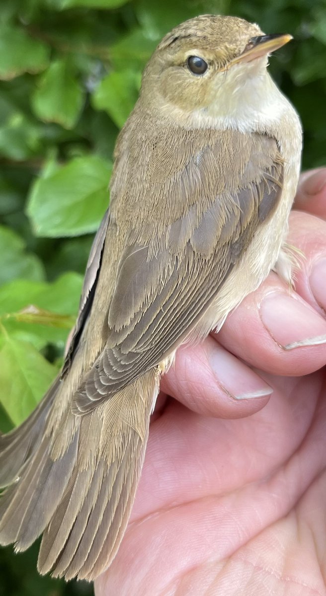 Justin Zantboer tweet media