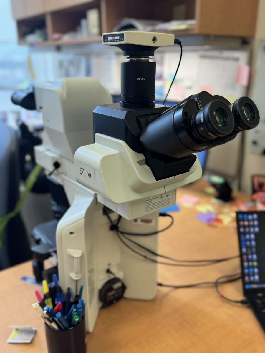 LauraRosenbergerMD (@rosenbergermd) on Twitter photo Spent 3️⃣ hrs⏳today behind this dual-viewing 👀 microscope 🔬 reviewing #Phyllodes tumor cases w/ #RachelFactor. Thanks 🙏 <a href="/US_FDA/">U.S. FDA</a> for funding this vital Malignant Phyllodes Tumor research! You’re next <a href="/EdiBrogi/">Edi Brogi</a>, <a href="/FresiaPareja/">Fresia Pareja</a>, & <a href="/SchnittStuart/">Stuart Schnitt</a>! What did we see… Spent 3️⃣ hrs⏳today behind this dual-viewing 👀 microscope 🔬 reviewing #Phyllodes tumor cases w/ #RachelFactor. Thanks 🙏 <a href="/US_FDA/">U.S. FDA</a> for funding this vital Malignant Phyllodes Tumor research! You’re next <a href="/EdiBrogi/">Edi Brogi</a>, <a href="/FresiaPareja/">Fresia Pareja</a>, & <a href="/SchnittStuart/">Stuart Schnitt</a>! What did we see…