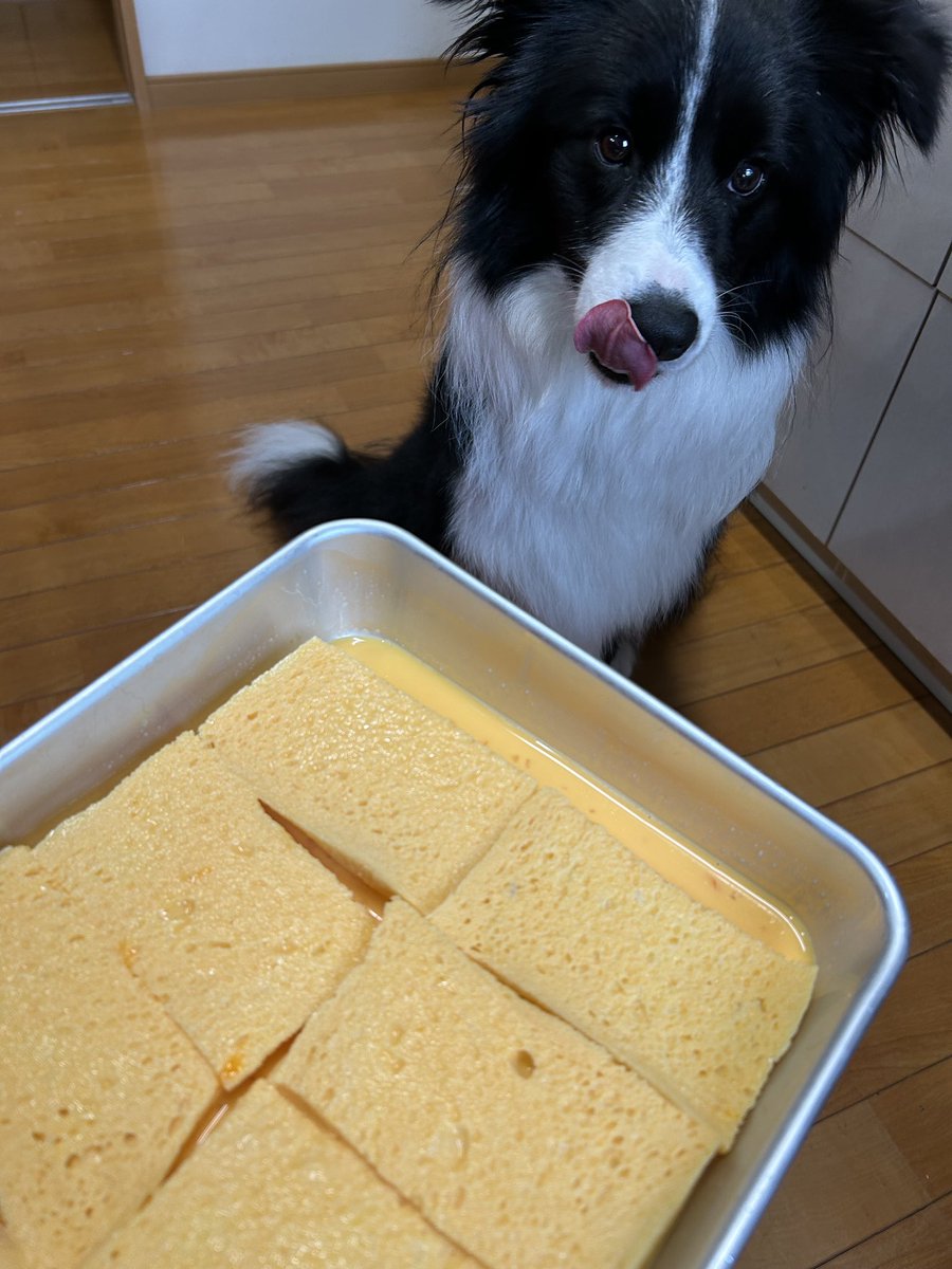 しーちゃん！これはフレンチトーストの赤ちゃんだよ👶