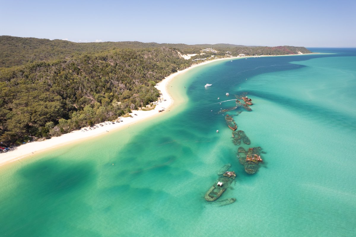 The Tangalooma Wrecks have transformed into a thriving artificial reef 🥰