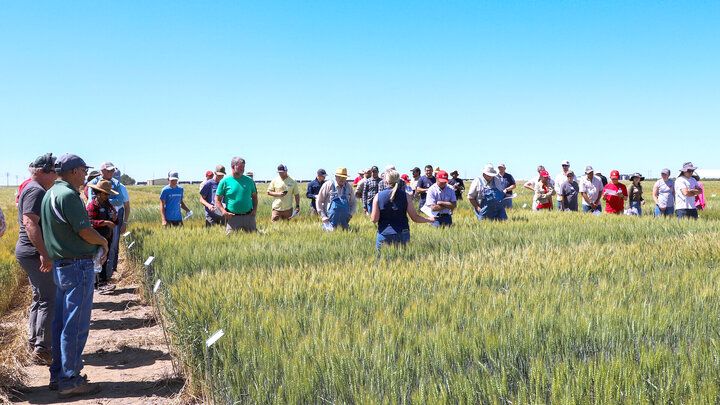 Nebraska CropWatch (@unl_cropwatch) on Twitter photo This June, discover how 84 #wheat varieties are performing across #Nebraska's diverse environments — join #UNL experts & local #farmers in the field to compare lines & sharpen your seed decisions. buff.ly/OrKwOOu
#NebExt #ag #plantgenetics <a href="/UNLVarietyTest/">Crop Performance Testing</a> #winterwheat This June, discover how 84 #wheat varieties are performing across #Nebraska's diverse environments — join #UNL experts & local #farmers in the field to compare lines & sharpen your seed decisions. buff.ly/OrKwOOu
#NebExt #ag #plantgenetics <a href="/UNLVarietyTest/">Crop Performance Testing</a> #winterwheat