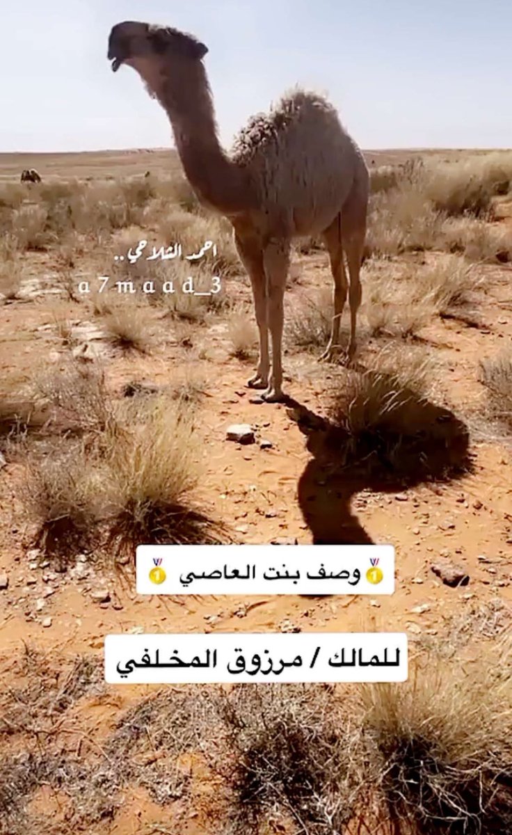 bassam_lf15's tweet photo. إنتاج #العاصي بعير مرزوق المخلفي 🔥 https://t.co/Q2VfctAE4P