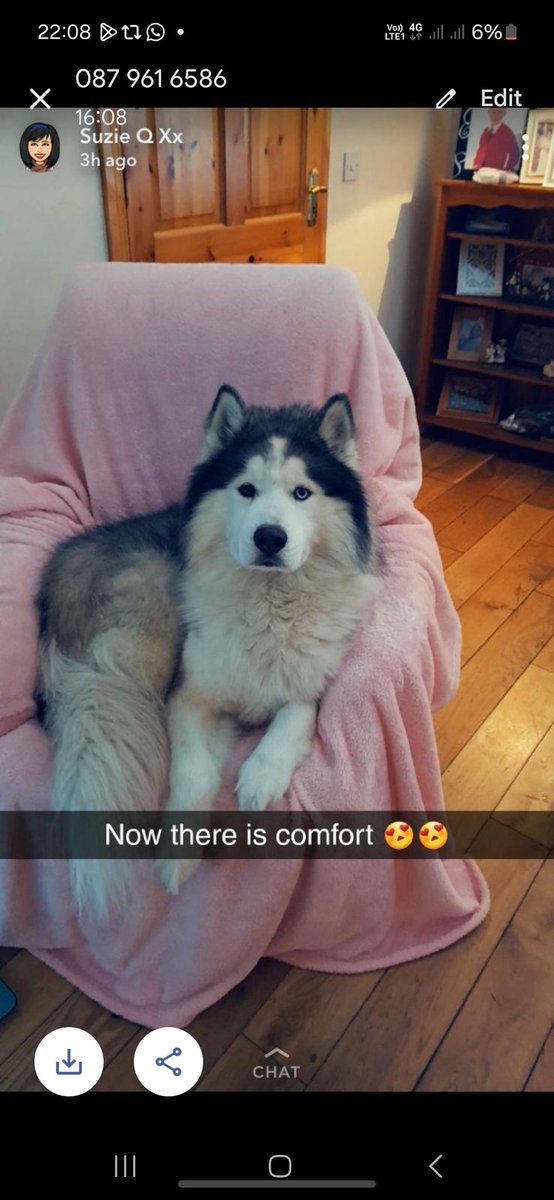 This dream is Shadow and at 12 he is soon without a home. All future medical needs covered by owner. He is currently perfectly healthy and gets on with cats, dogs, people... please please share  💖