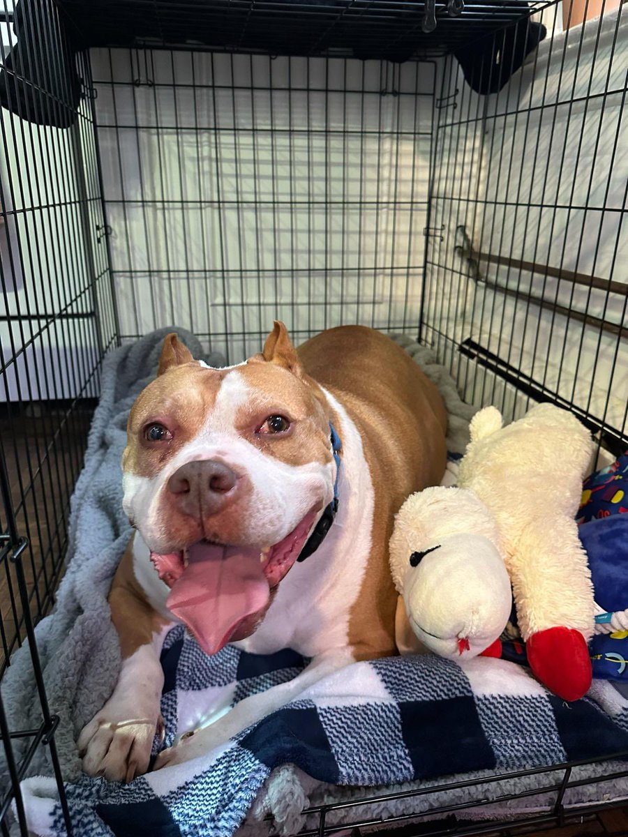 I could not vouch more for her. She is gentle, sweet, loving and already opening up. 

She learnt her crate and feels safe there already in her foster home. 

She deserves a chance in life (7/8)