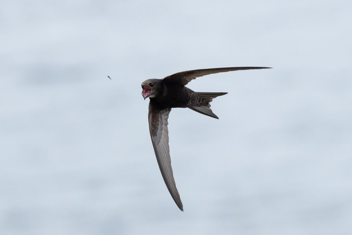 gninwoDeoJ's tweet photo. Swifts from staines res yesterday morning. Cold and windy conditions kept the flies down and the few hundred swifts were wizzing past head height. An awesome experience. @swifts_uk @Colne_Valley @LondonBirdClub #londonbirds https://t.co/iyjor9XnH4