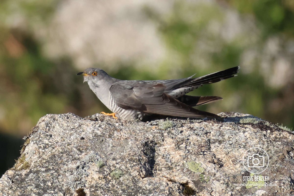 Steve Beazley (@mrliskatraz) on Twitter photo Tonights wander after work. Bodmin Moor. Cuckoo (1 of at least 4 seen) and a Common Redstart.
<a href="/CBWPS1/">Cornwall Birds</a> <a href="/BTO_Cornwall/">British Trust for Ornithology in Cornwall 〓〓</a>
#NatureLovers #canonphotography #NaturePhotography #birds #birding #wildlifephotography #cornishstuff Tonights wander after work. Bodmin Moor. Cuckoo (1 of at least 4 seen) and a Common Redstart.
<a href="/CBWPS1/">Cornwall Birds</a> <a href="/BTO_Cornwall/">British Trust for Ornithology in Cornwall 〓〓</a>
#NatureLovers #canonphotography #NaturePhotography #birds #birding #wildlifephotography #cornishstuff