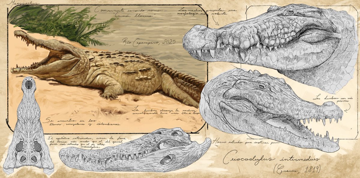 - Endangered Species Day -
As I do every year, Ive tried to make a small contribution to this day: My favorite animal in the world, the critically endangered Caimán llanero (C. intermedius), a species to which I am determined to dedicate my life to conserve.