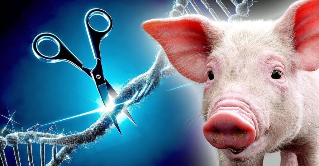 FreyjaTarte's tweet photo. FDA greenlights gene-edited pigs for American plates!  UK biotech’s CRISPR pigs are hitting shelves in 2026 with no labeling!  Say no to GMO pork! #FrankenFood #BigAg https://t.co/bq0Az5IoP8