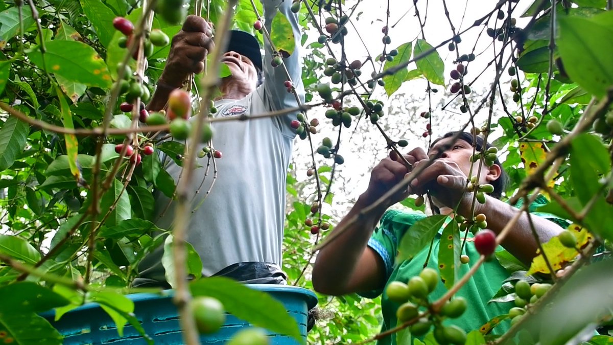 informatpanama's tweet image. #InformatPanamá La Cosecha, plataforma turística y gastronómica que se enfoca en posicionar el café panameño en el imaginario de locales e internacionales como el mejor café de especialidad del mundo llevará a cabo su versión 2025, del 17 al 19 de julio. Este evento también…