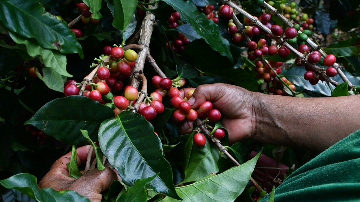 informatpanama's tweet image. #InformatPanamá La Cosecha, plataforma turística y gastronómica que se enfoca en posicionar el café panameño en el imaginario de locales e internacionales como el mejor café de especialidad del mundo llevará a cabo su versión 2025, del 17 al 19 de julio. Este evento también…