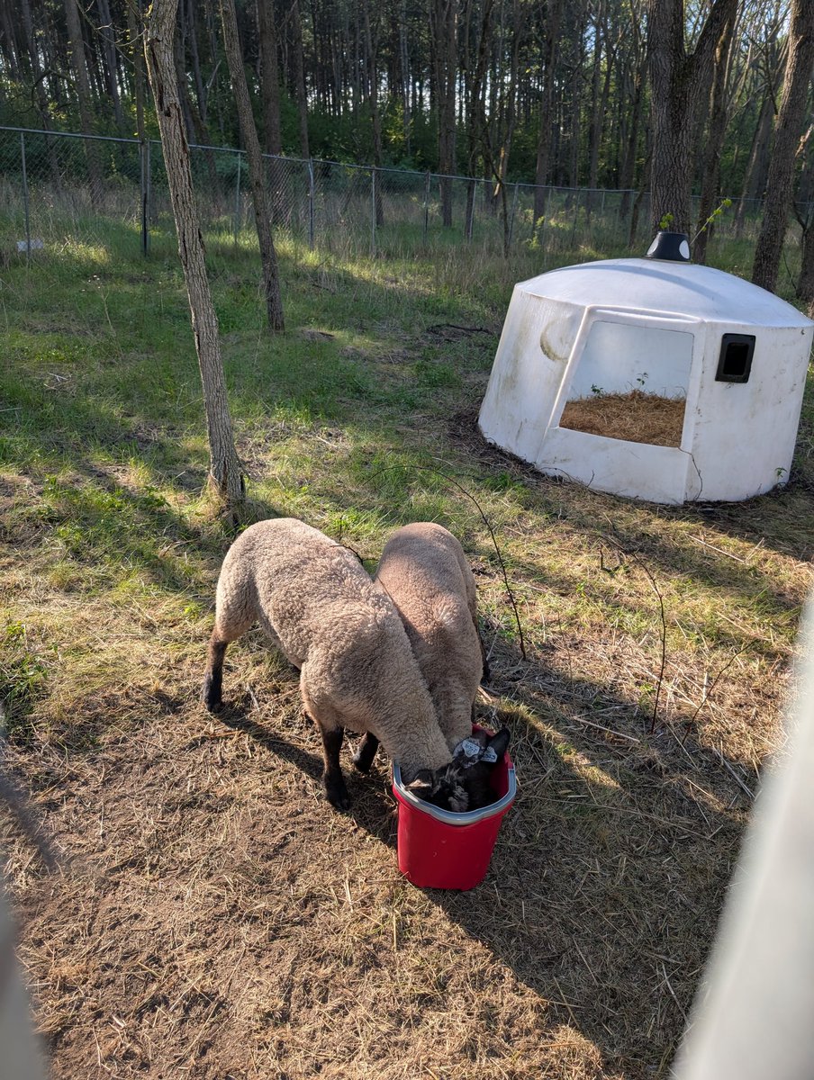 HopeZvara's tweet photo. Lamb Life https://t.co/ajvSsLoIqm