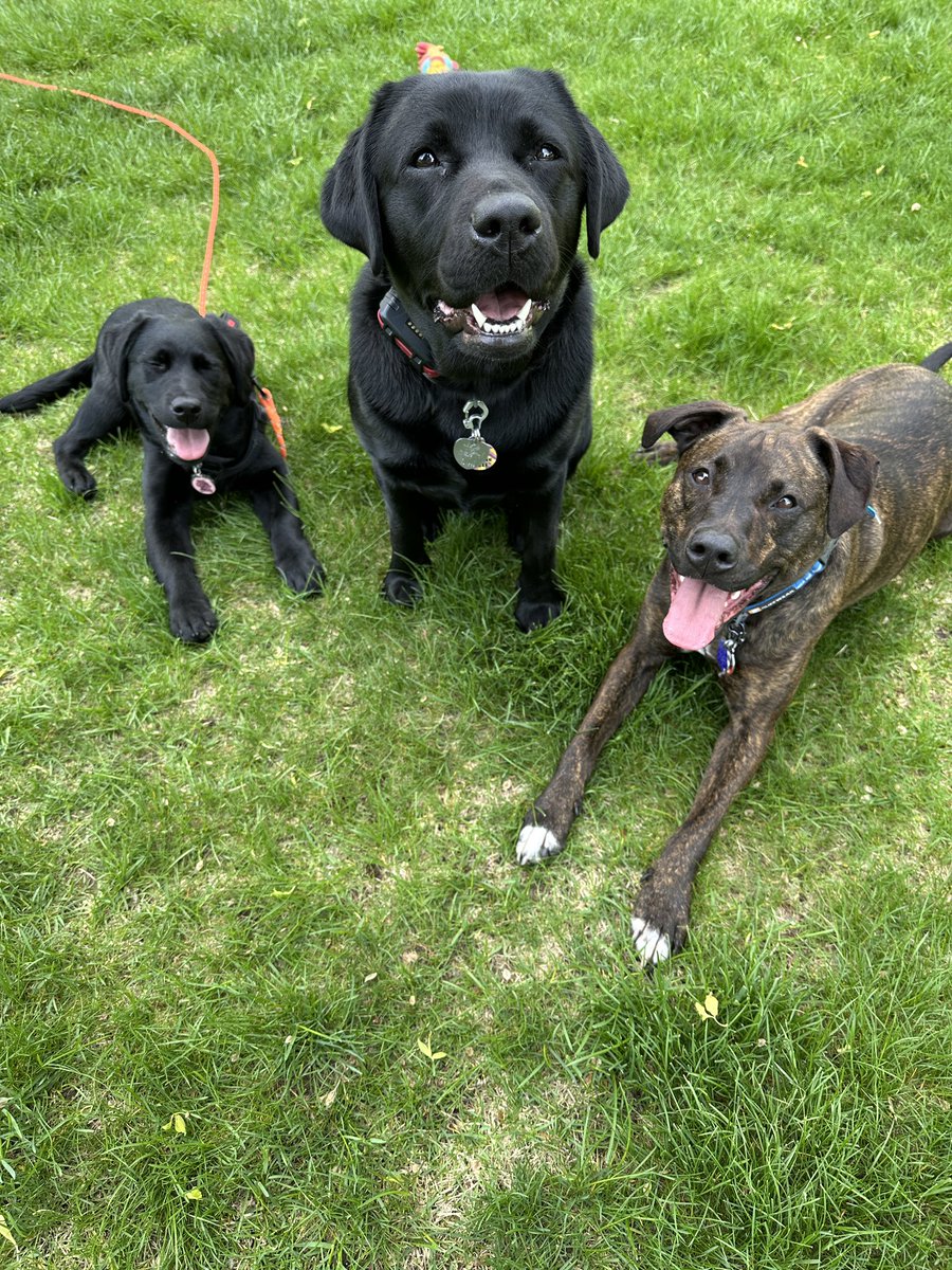 Friday faces!! We hope everypawdy has a wonderful weekend! 🩷🩵💚 #rileywillowmollie #lovethem 

  #blacklabs #pittiemix #dogsoftwitter #puppiesoftwitter #Fridayfaces