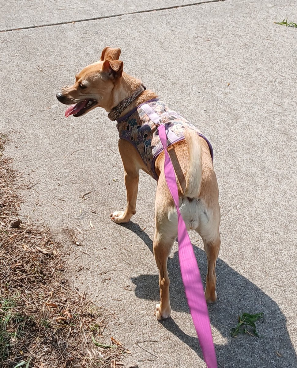 ChloeChloeChl19's tweet photo. Hot and happy! #DogsOfX #RememberToHydrate https://t.co/XolXiccCLn