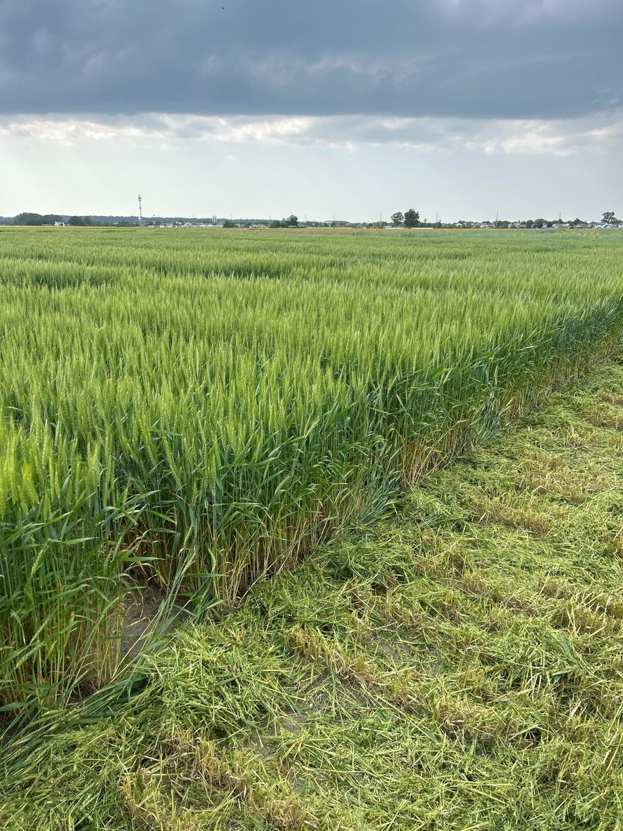 Jessica Rutkoski (@jrutkoski) on Twitter photo The wheat research plots at Belleville IL are ready for the field day with nicely mowed alleys! <a href="/IllinoisWheat/">Illinois Wheat Association</a> Looking forward to share the work we’re doing with <a href="/ConnorSible/">Connor Sible</a> on wheat management illinoiswheat.org/2025mayplottour The wheat research plots at Belleville IL are ready for the field day with nicely mowed alleys! <a href="/IllinoisWheat/">Illinois Wheat Association</a> Looking forward to share the work we’re doing with <a href="/ConnorSible/">Connor Sible</a> on wheat management illinoiswheat.org/2025mayplottour