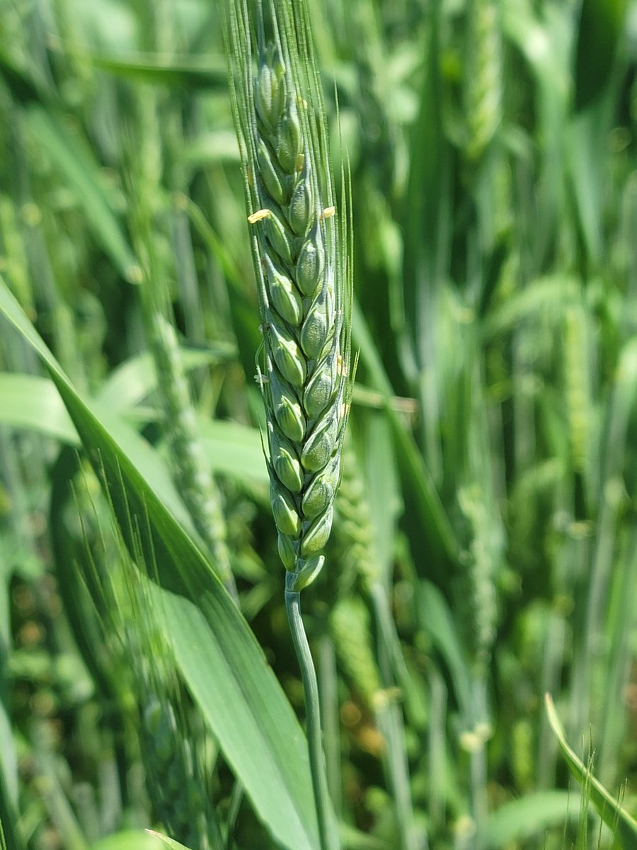 Darcy Telenko (@dtelenko) on Twitter photo Made our Feekes 10.5.1 (beg. flower) fungicide applications today <a href="/ACRE_Purdue/">ACRE Purdue</a> for our <a href="/USWBSI/">USWBSI</a> project and others <a href="/PurdueAg/">Purdue Agriculture</a> <a href="/PurdueBPP/">Purdue BPP</a> Made our Feekes 10.5.1 (beg. flower) fungicide applications today <a href="/ACRE_Purdue/">ACRE Purdue</a> for our <a href="/USWBSI/">USWBSI</a> project and others <a href="/PurdueAg/">Purdue Agriculture</a> <a href="/PurdueBPP/">Purdue BPP</a>