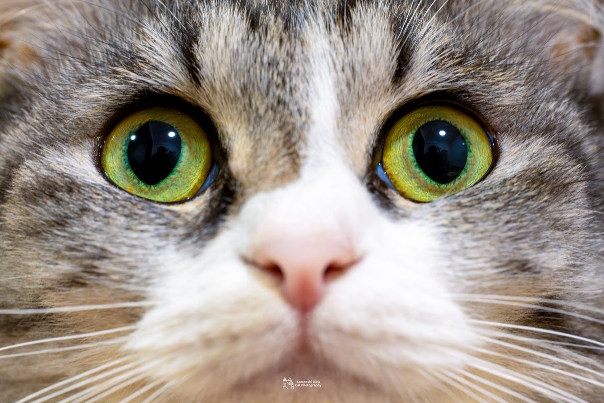 #TLを動物のどアップでいっぱいにしたい