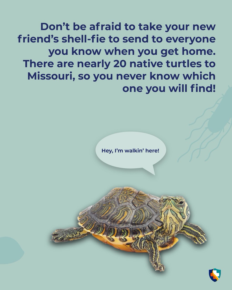 "HEY, I'M WALKIN' HERE!" - Turtles, probably.

#TurtleTakeover continues! Here's your guide to staying shell-thy while helping turtles cross the road. Simple instructions can keep you and your turt friends safe.
Saved a spe-shell buddy recently? PLEASE DROP YOUR PICS ⬇️