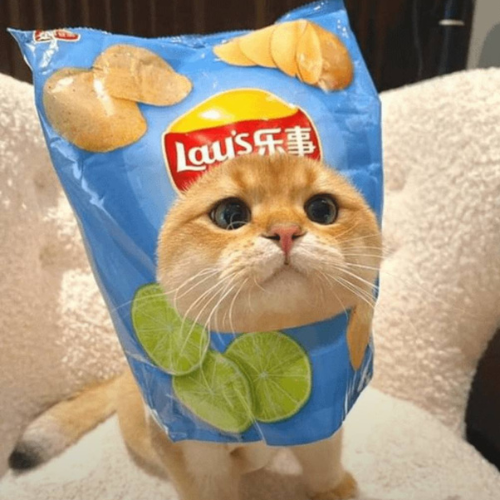 teddysonchain's tweet photo. @launchcoin 
$LAYSI + Laisi The Cat https://t.co/j99pKF6PWi