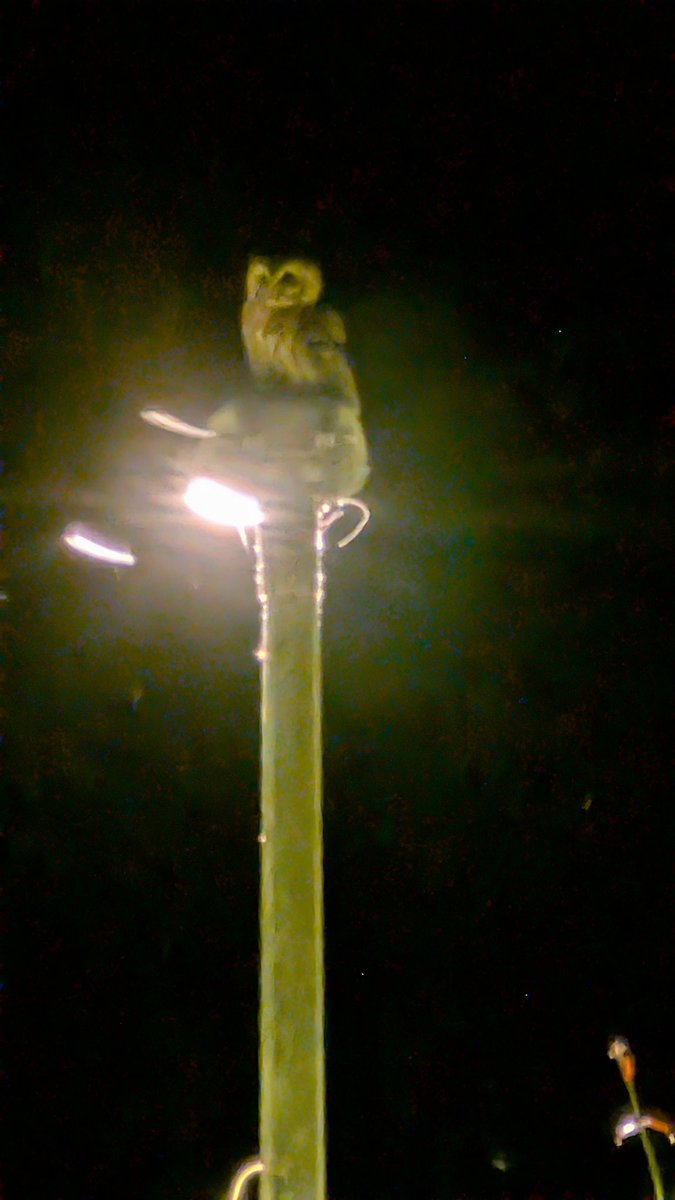 Fasil Balti tweet media